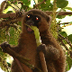 Golden Bamboo Lemur - Facts, D