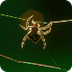 Spider Web Video 1