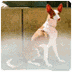 Ibizan Hound