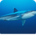 How Sharks Work - HowStuffWork