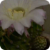 Flor de cactus que marchita. -