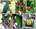 Tropical and Exotic Bird Facts