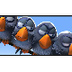 For the birds