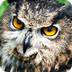 Birdcam | Owl Cam