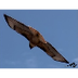 Red tailed Hawk Flying and Eat