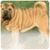 Chinese Shar-Pei
