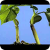 Video crecimiento de 1 planta