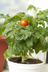 How to Grow Tomatos