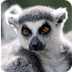 Ring-tailed Lemur Facts for Ki