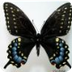 black swallowtail