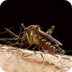 Wat is het zika-virus?