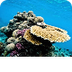 Great Barrier Reef — kidcyber