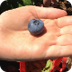 Gardening with kids -
