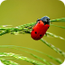 Can Ladybug Spots Tell You the