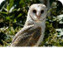 Barn Owl