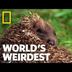 Hedgehogs Love Poisons | World