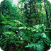 Rainforest Biome Climate