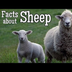 Sheep Facts for Kids | Classro