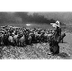 Sebastiao Salgado biographie