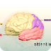 Human Brain: Major Structures 