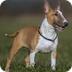 Bull terrier