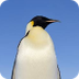 Penguin Webcam