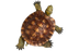 TORTUE LOGO
