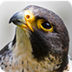 Peregrine Falcon Nest Live Cam