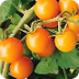 Warren’s Yellow Cherry Tomato