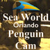 Sea World Penguin Cam