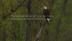 The Bald Eagle