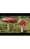 Fly Agaric toadstool growing t
