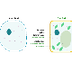 Plant and Animal Cells