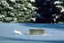 Predator-Prey Relationships