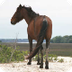 Barrier Island Feral Horses