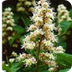 horse chestnut herb