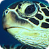 Green Sea Turtle Facts for Kid