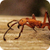 Ant Facts For Kids | Ant Habit