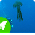 La Eduteca - Esponjas, medusas