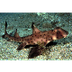 Bullhead Shark 