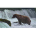 Brown Bear Cam - Brooks Falls 