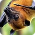 Fruit Bat Cam