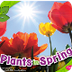 Plants in Spring