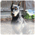 German Pinscher