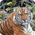 WWF - Amur Tiger (Panthera tig