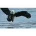 Bald Eagle Catches Fish