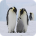 What Is an Emperor Penguin?