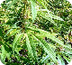 auto-flowering cannabis seedds