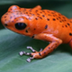 Strawberry Poison Dart Frog -