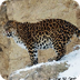 Amur leopard videos, photos an